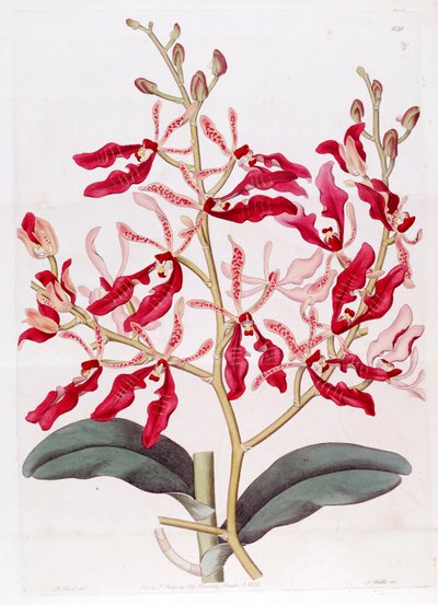 Illustration of Renanthera coccinea by M. Hart